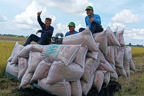 Đẩy nhanh tiến độ các công trình trọng điểm, xây dựng thương hiệu lúa gạo Việt Nam