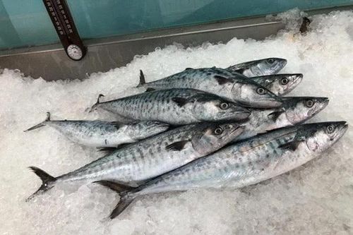 Cẩn trọng với 3 loại cá rẻ tiềm ẩn nhiều độc tố nguy hiểm