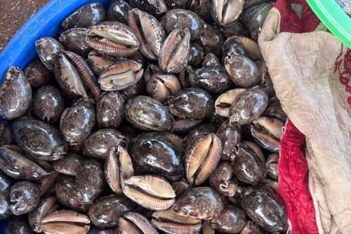 Đặc sản 'trời ban' ở biển Việt có tên thú vị, ăn giòn dai, thơm ngon