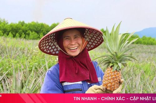 Vùng trồng dứa liên kết cho thu hoạch lứa đầu tiên tại Hà Tĩnh