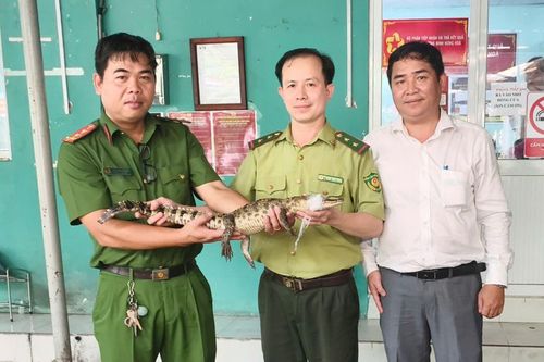 TP Hồ Chí Minh: Bàn giao cá sấu bắt được ở kênh Nước Đen cho Chi cục Kiểm lâm