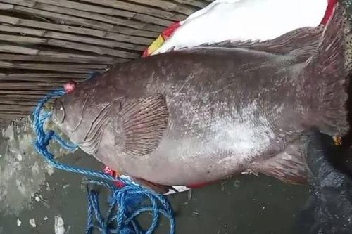 Ngư dân bắt được con cá mú khổng lồ nặng 84kg