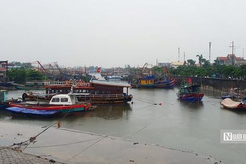 Gần 1.660 tàu thuyền của Tp.Hải Phòng đã vào khu vực tránh trú bão an toàn