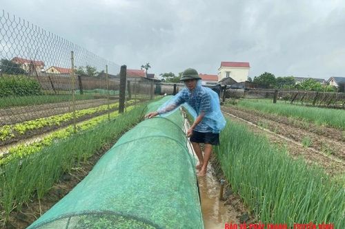 Tập trung bảo vệ cây trồng trước, trong và sau bão số 3