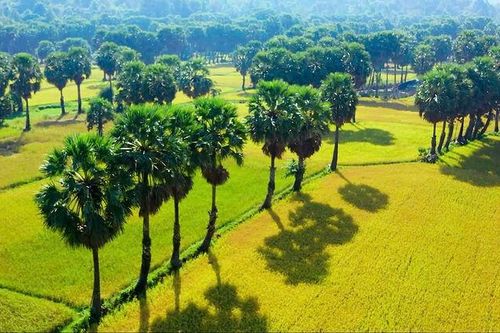 Sản vật từ cây thốt nốt