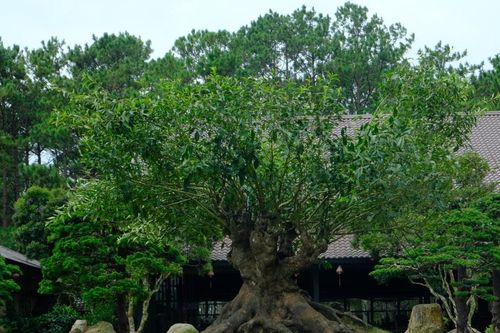 Độc đáo không gian văn hóa - ẩm thực trà
