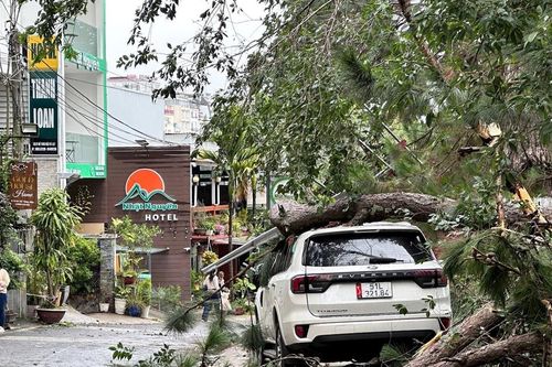 Thông cổ thụ ngã đổ đè ô tô tại phường Xuân Hương - Đà Lạt