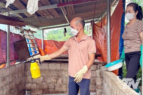 Rốt ráo xử lý bệnh dịch trên đàn lợn ở Chợ Đồn