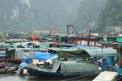 Quảng Ninh khẩn trương đưa tàu về nơi tránh trú an toàn trước khi bão Wipha đổ bộ