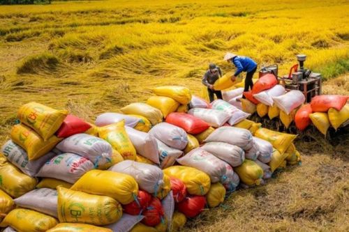 Giá gạo xuất khẩu giảm nhẹ, thị trường chờ nguồn cung mới