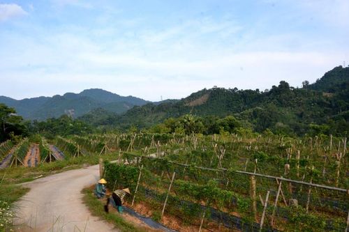 Nâng cao thu nhập nhờ cây dược liệu ở Cao Bằng