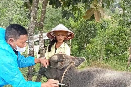 Quảng Ngãi: Khoanh vùng, cách ly đàn bò có dấu hiệu mắc bệnh lở mồm long móng