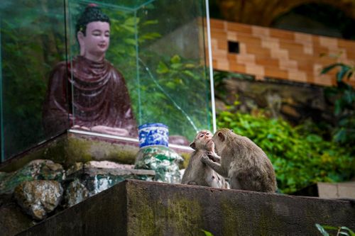 Cận cảnh hàng trăm con khỉ sinh sống nơi cửa chùa TP.HCM