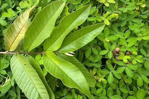 Cách uống nước lá ổi giúp giảm mỡ máu tự nhiên