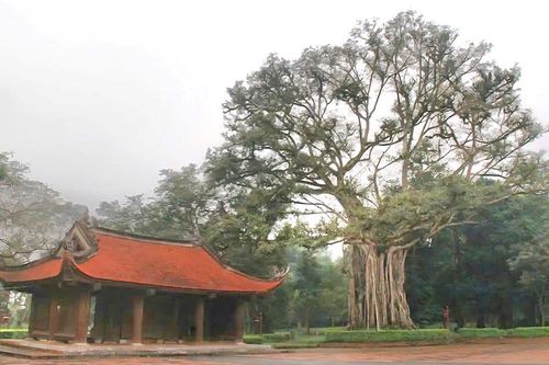 Huyền thoại dưới tán cổ thụ: Khi cây lim rơi lệ, cây ổi mỉm cười