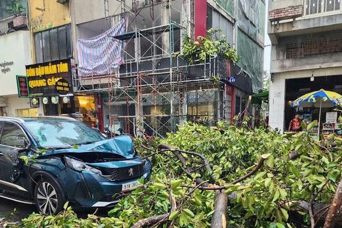 Nguy cơ cây đổ do mưa bão, người trẻ cần lưu ý gì khi tham gia giao thông?
