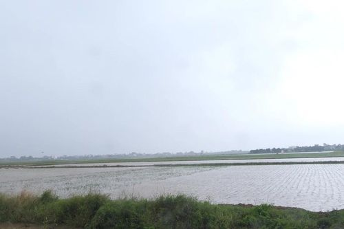Hơn 26.000ha lúa bị ngập, Hưng Yên huy động 223 máy bơm tiêu úng