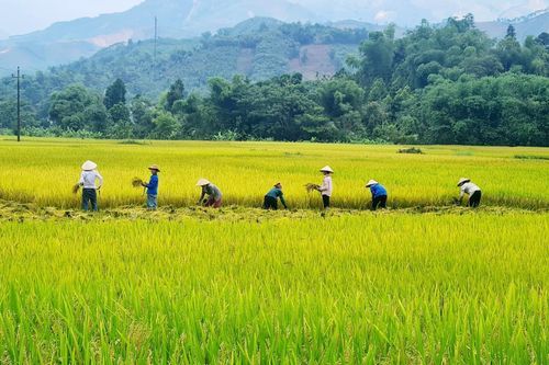 Trả lại giá trị cho những cánh đồng