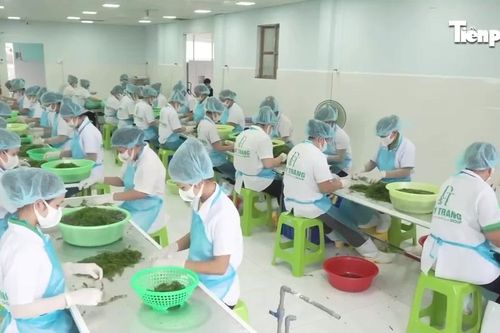Kinh tế tư nhân - Động lực then chốt để Khánh Hòa bứt phá