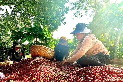 Cần cơ chế tháo gỡ cho các doanh nghiệp nông lâm ở các địa bàn khó khăn