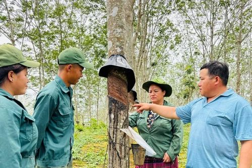 BÀI 2: Đảng viên giữa rừng cao su – Niềm tin vươn lên từ gốc rễ