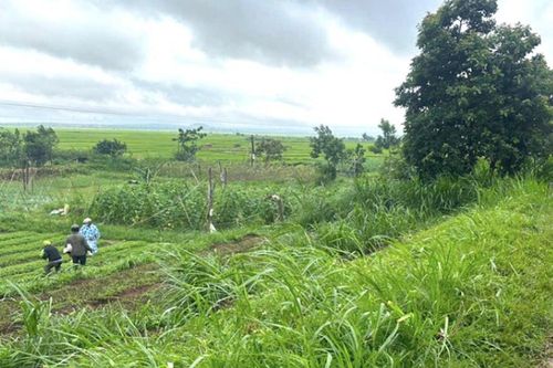 Đi làm ruộng, người phụ nữ bị cây đổ vào người tử vong