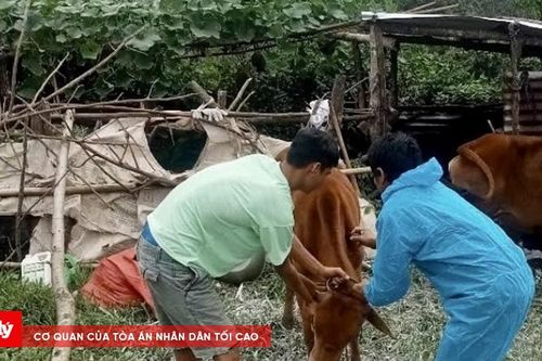 Dịch lở mồm long móng bùng phát tại Quảng Ngãi