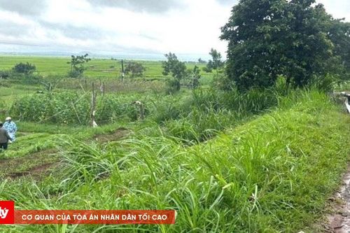 Đang làm ruộng, người phụ nữ bị cây ngã đổ tử vong