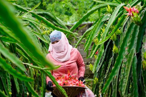 Xuất khẩu thanh long, hồ tiêu lao đao vì không có cơ quan ký giấy chứng nhận