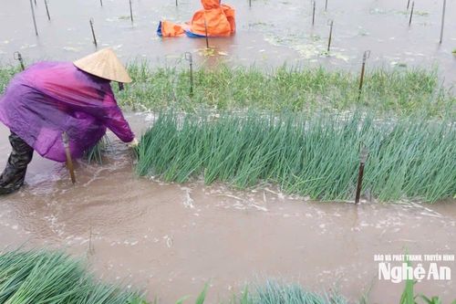 Ảnh hưởng bão số 3, Nghệ An mưa lớn, nhiều diện tích rau màu của người dân ngập trong nước