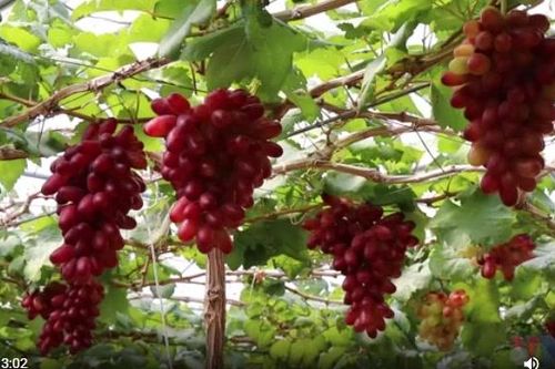 Khánh Hòa: Thích thú với những vườn nho trĩu quả đẹp như các nông trại châu Âu