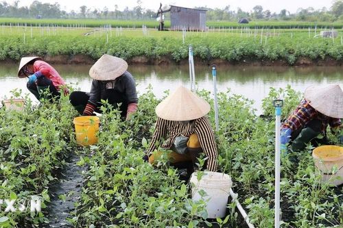 Đồng Tháp: Nông dân đổi đời từ mô hình trồng rau màu 'chung sống với lũ'