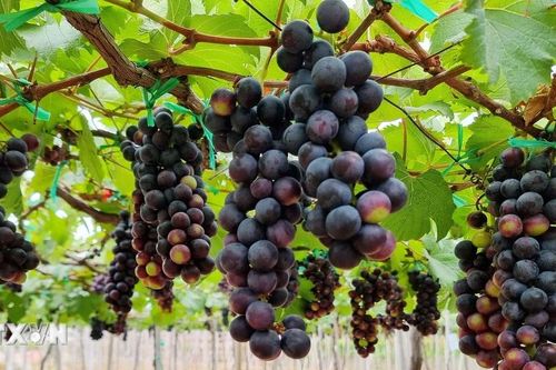 Giống nho mới - 'chìa khóa vàng' phát triển du lịch sinh thái ở Khánh Hòa