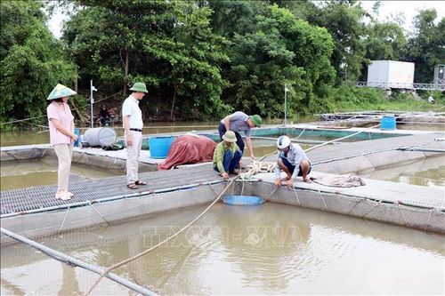 Hải Phòng chủ động phòng chống úng, bảo vệ lúa, cây trồng
