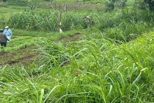 Một phụ nữ bị cây đổ đè tử vong khi đang làm ruộng
