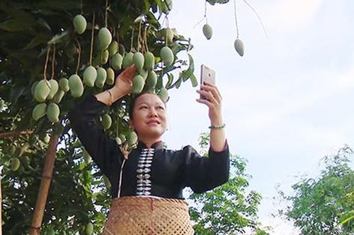Đưa trái cây Sơn La đi xa nhờ ứng dụng công nghệ số