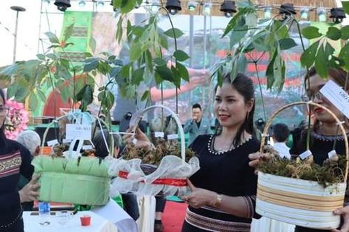 Quảng Ngãi: Xây dựng xã Ngọc Linh trở thành địa bàn trọng điểm về dược liệu