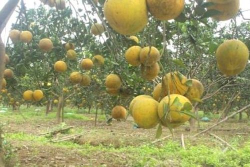 Phân bón Văn Điển: 'Bí quyết xanh' cho đồng ruộng Việt