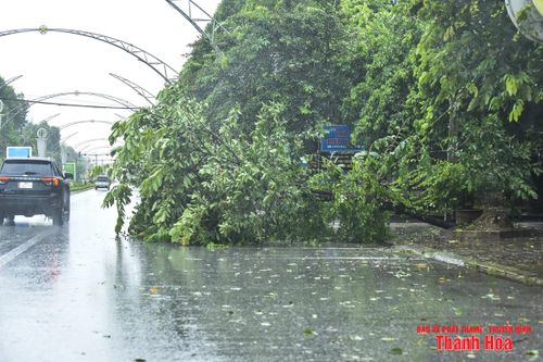 Cây xanh bật gốc, biển hiệu gãy đổ do bão số 3