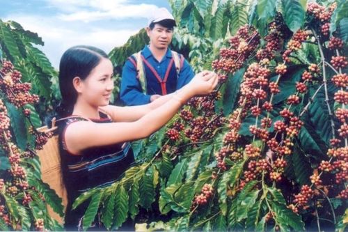 Hỗ trợ nông hộ trồng cà phê vượt qua các 'rào cản' để đáp ứng quy định EUDR