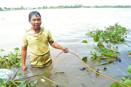 Mưu sinh ở đáy sông