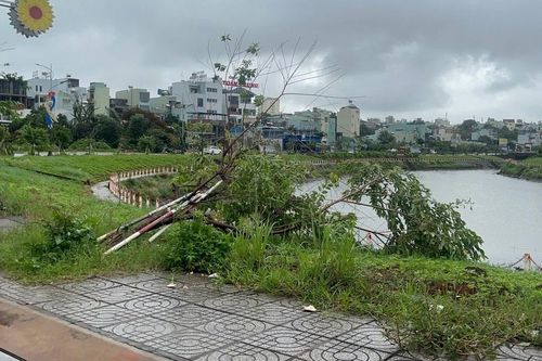 Nhiều cây hoa anh đào ở bờ kè suối Hội Phú đổ rạp do ảnh hưởng của bão số 3
