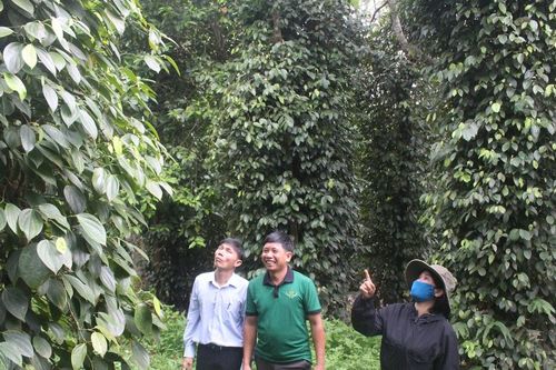 Hồ tiêu Lâm Đồng vươn xa nhờ sản xuất hữu cơ
