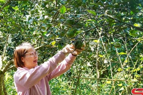 Mường Cơi áp dụng quy trình sản xuất an toàn