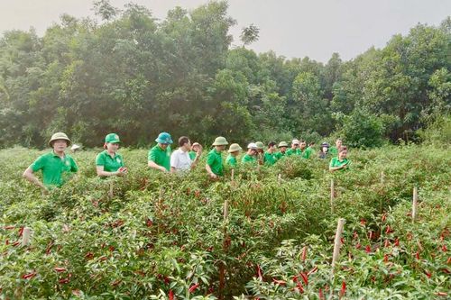 Giữ vững các tiêu chí nông thôn mới
