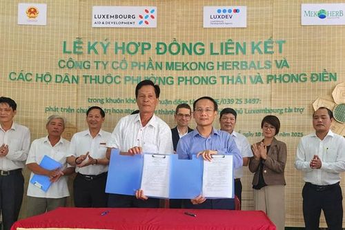 Cơ hội mở rộng thị trường cho hoa atiso đỏ