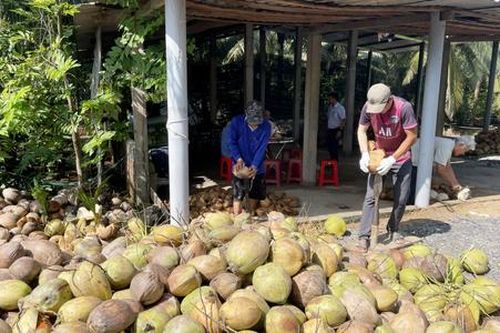 Chuyển đổi cơ cấu cây trồng, HTX giúp cuộc sống thành viên ngày một khấm khá