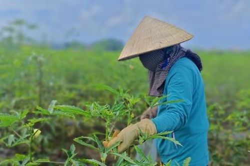 Rau màu trên chân ruộng lúa giúp nông dân bội thu