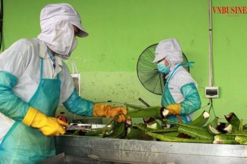 Tạo bứt phá cho nông đặc sản Việt: 'Ngã rẽ quyết định' từ sáng tạo chế biến sâu