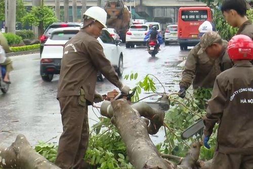 Cắt tỉa cây xanh đảm bảo an toàn mùa mưa bão